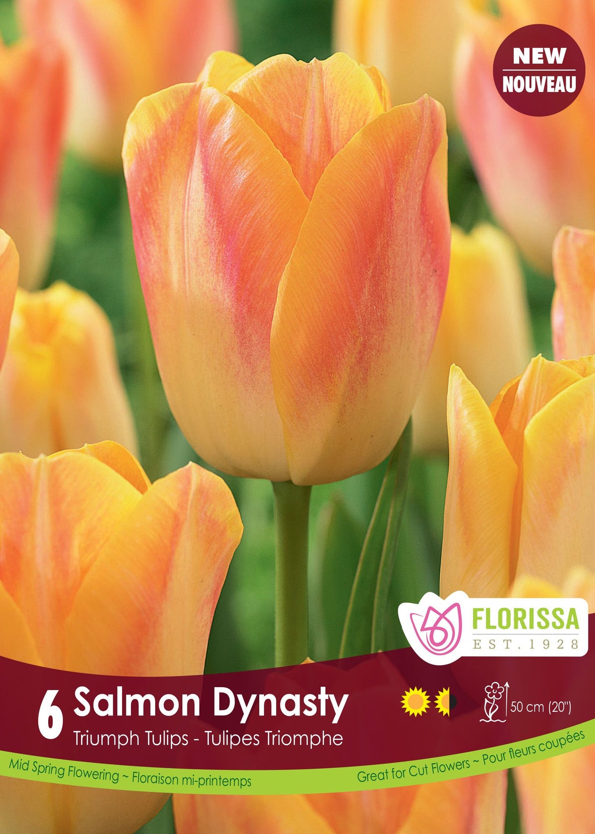 Tulipe Salmon Dynasty ( Tulipa ) : une tulipe jaune orangé nuancée de rose saumon. Le visuel Florissa présente la plante et son nom dans la partie inférieure de l’étiquette. La photographie occupe presque toute la surface, tandis que le bandeau du bas rassemble les indications du produit. Cette vue permet de reconnaître son apparence et de distinguer la variété présentée.