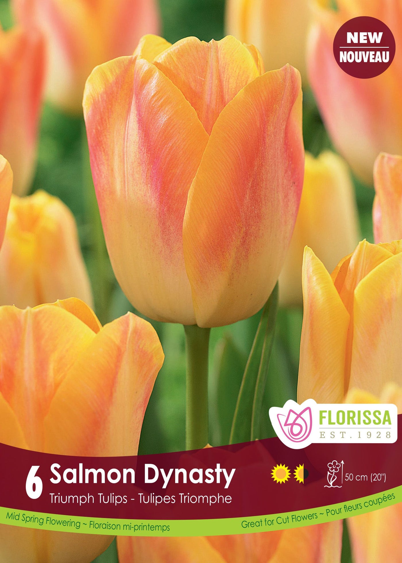 Tulipe Salmon Dynasty