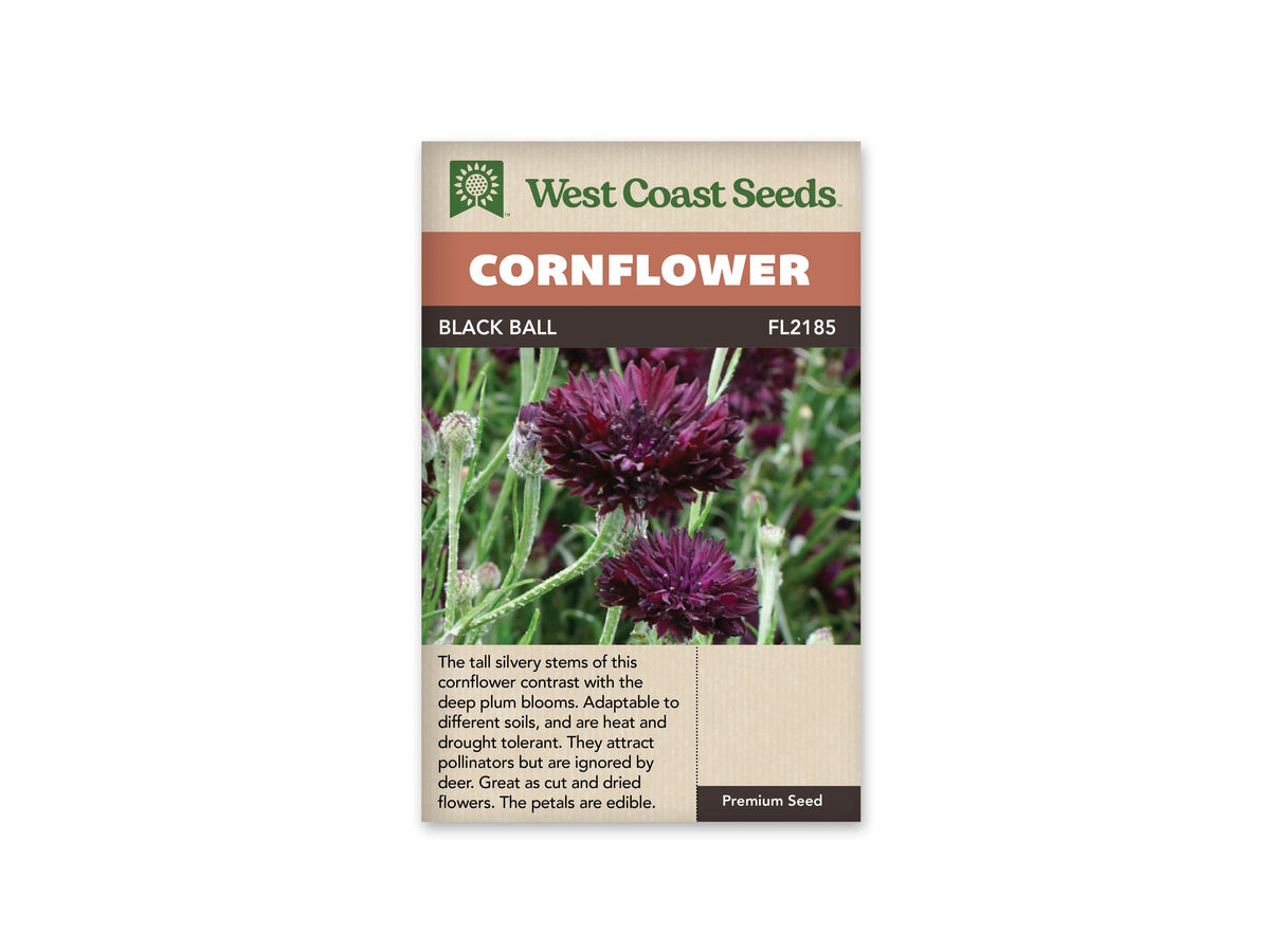 Sachet Black Ball de West Coast Seeds sur fond blanc. La photo montre deux fleurs principales d’un pourpre très sombre, aux nombreux pétales pointus, parmi des tiges vert grisâtre. Plusieurs boutons et feuilles étroites entourent les fleurs. Le bandeau orangé indique Cornflower; Black Ball et la référence FL2185 apparaissent dans la bande brune.