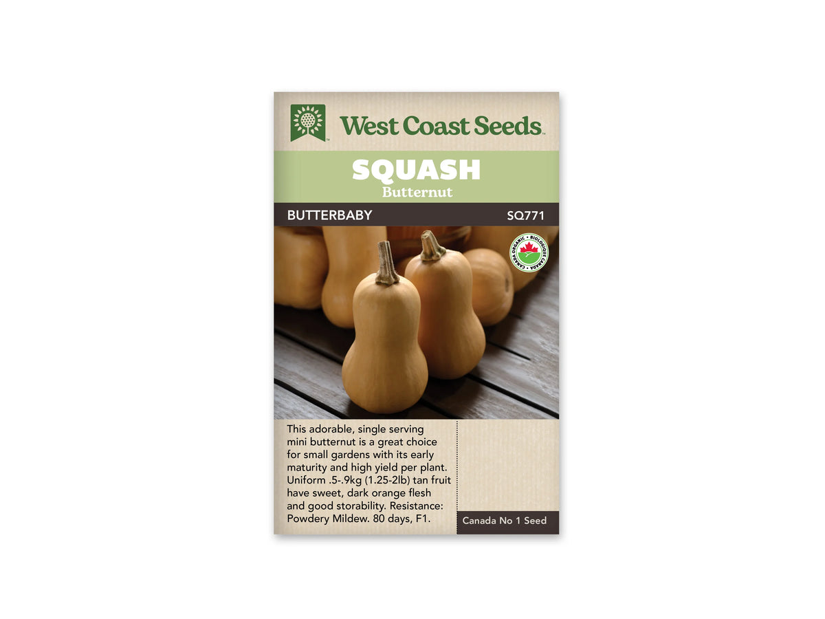 Sachet beige de semences Butterbaby avec bandeau vert pâle, nom sur fond brun et mention biologique. La photographie présente de petites courges butternut beiges debout sur des planches de bois. Deux fruits à long col sont nets au premier plan, avec des pédoncules bruns dressés. D'autres courges remplissent l'arrière-plan sombre.