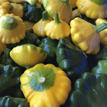 Squash 'Y-Star F1' Organic