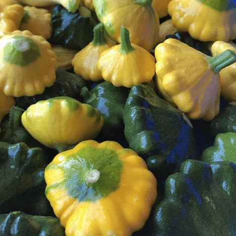 Squash 'Y-Star F1' Organic