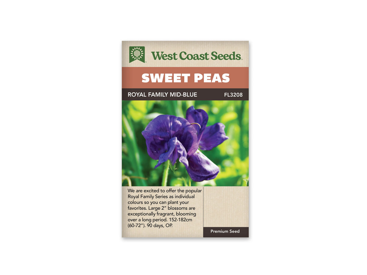 Sachet West Coast Seeds Royal Family Mid Blue montrant des fleurs violettes de pois de senteur en gros plan. Leurs pétales arrondis se replient légèrement vers le centre et sont portés par une fine tige verte. L’arrière-plan flou mêle le vert et le jaune pâle. La couleur des corolles ressort nettement devant ce fond lumineux.
