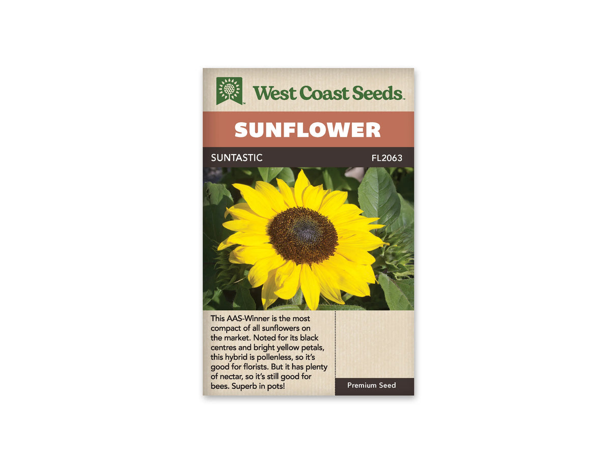 Sachet beige de semences Suntastic avec bandeau terre cuite et nom sur fond brun. Une fleur jaune vif est photographiée de face au milieu de feuilles vertes. Ses pétales pointus et légèrement irréguliers entourent un large centre brun très foncé. Quelques boutons encore fermés se trouvent sur le côté droit, entre les feuilles.