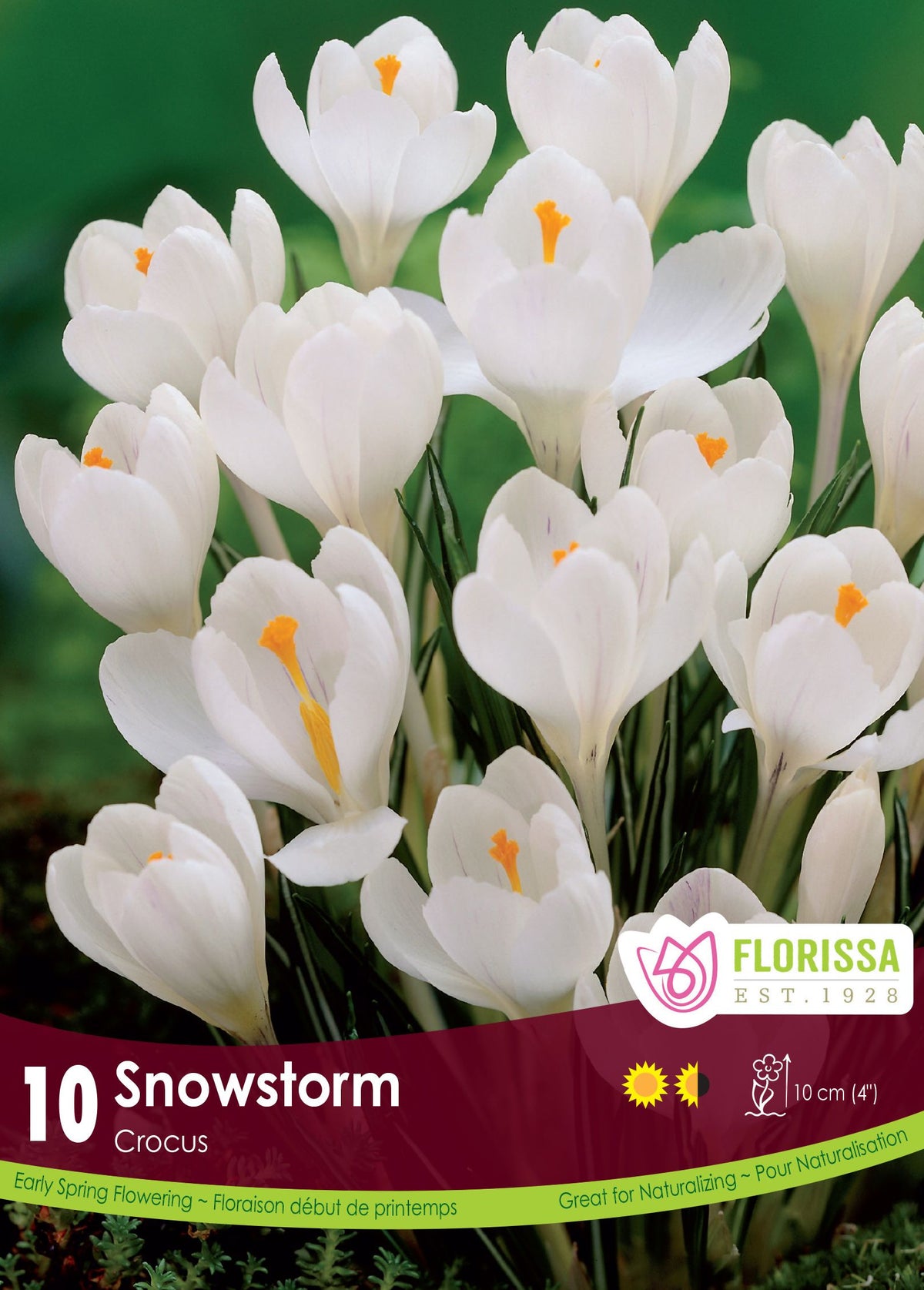 Snowstorm Crocus (<em>Crocus vernus</em>)