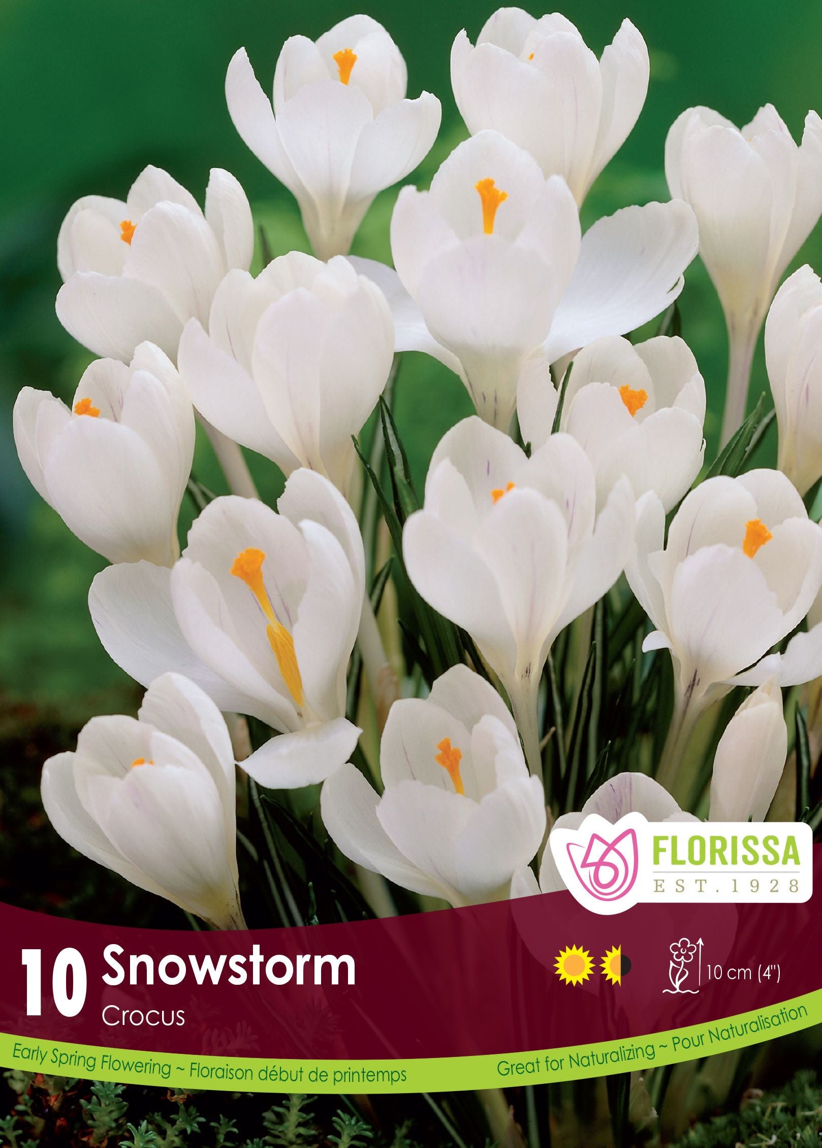 Snowstorm Crocus (<em>Crocus vernus</em>)