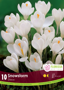 Snowstorm Crocus (<em>Crocus vernus</em>)