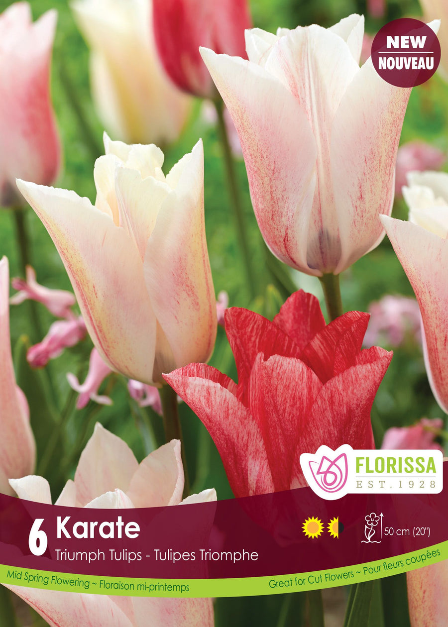Tulipe Karate ( Tulipa ) : des tulipes blanc crème légèrement teintées de rose. Le visuel Florissa présente la plante et son nom dans la partie inférieure de l’étiquette. La photographie occupe presque toute la surface, tandis que le bandeau du bas rassemble les indications du produit. Cette vue permet de reconnaître son apparence et de distinguer la variété présentée.