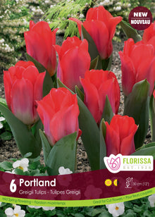 Tulipe Portland