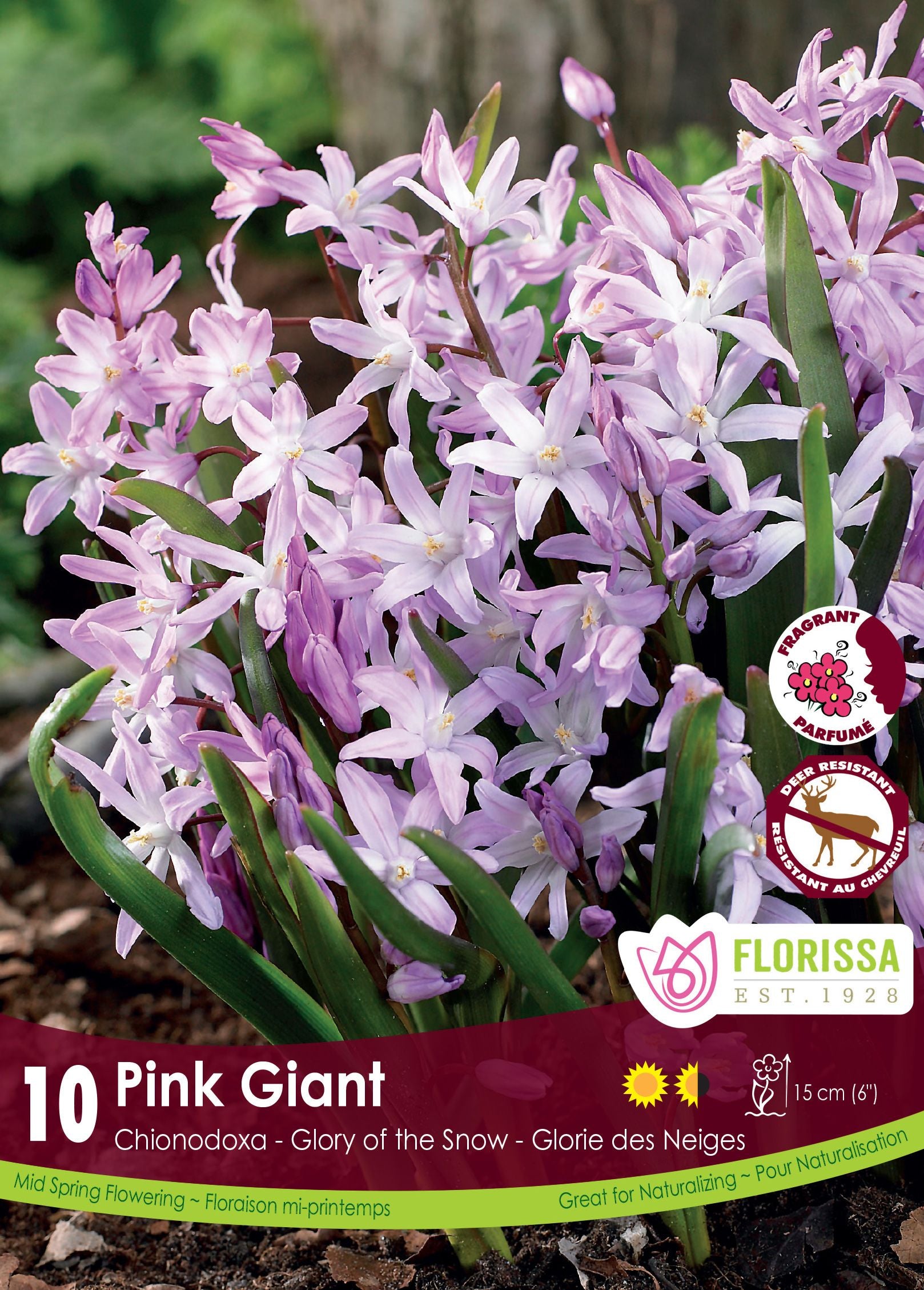 Chionodoxa ‘Pink Giant’