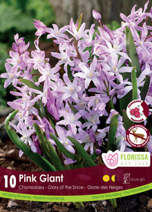 Chionodoxa ‘Pink Giant’