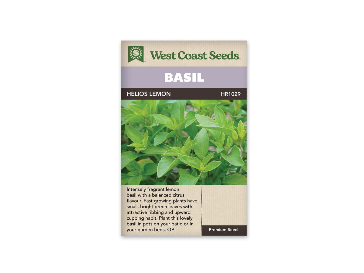 Sachet West Coast Seeds de Basilic citronné ‘Helios Lemon’, présenté de face sur fond blanc. La photographie du sachet montre de nombreuses petites feuilles vert clair, pointues et nervurées. Certaines sont incurvées vers le haut, avec des pousses plus tendres visibles entre les feuilles développées. Un bandeau mauve indique BASIL, au-dessus du nom imprimé sur fond foncé. Le bas beige contient un texte descriptif en anglais.