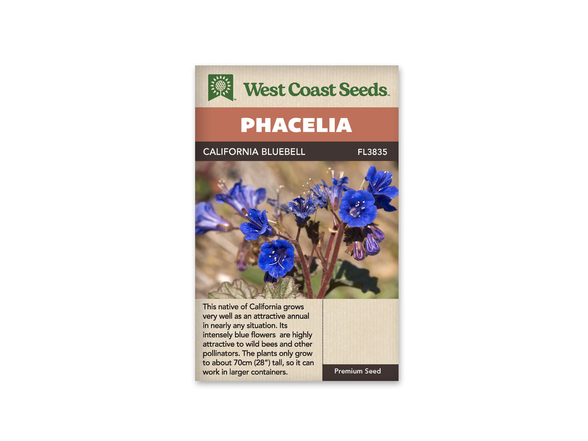 Sachet California Bluebell de West Coast Seeds sur fond blanc. La photo montre des fleurs bleu intense en forme de cloche ouverte, avec de longues étamines claires. Des boutons violets pendent près des tiges rougeâtres. Quelques feuilles vertes dentées apparaissent au bas de l’image, devant un fond beige flou. Le bandeau orange indique Phacelia et le code FL3835 est visible.
