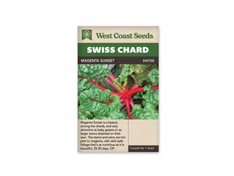Sachet West Coast Seeds Magenta Sunset montrant une rosette de bette vue de dessus. Des cardes rose vif partent du centre et se prolongent en nervures roses dans les feuilles vertes gaufrées. Un peu de terre et de végétation fine apparaît entre les feuilles. Le nom Magenta Sunset est placé dans le bandeau brun.