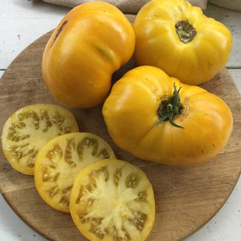 Organic 'Yellow Radiance' Tomato