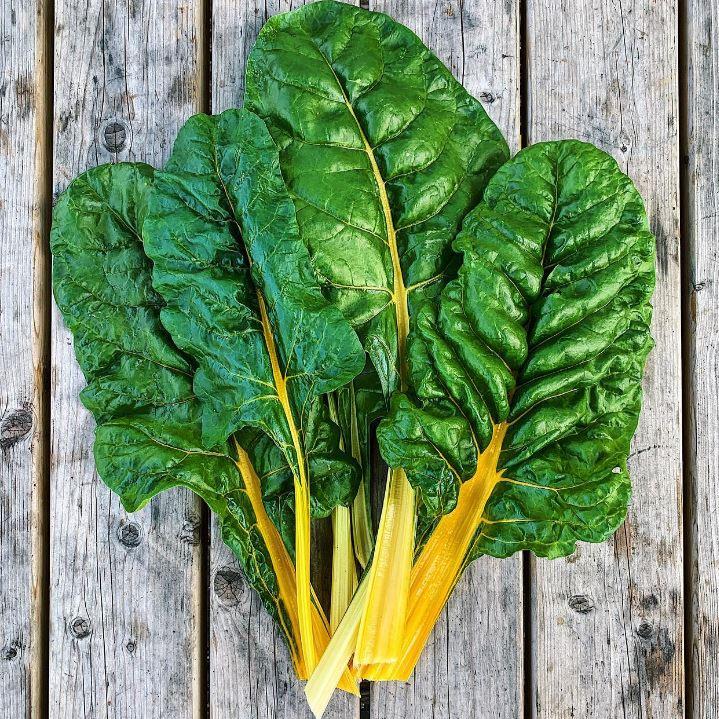 Organic Yellow Chard Seeds by Gaia, product image prepared for Canadian gardeners.