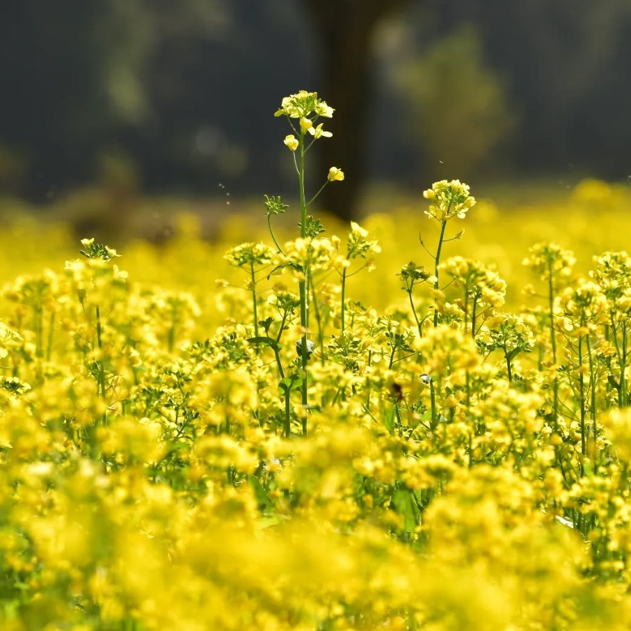 Organic yellow mustard