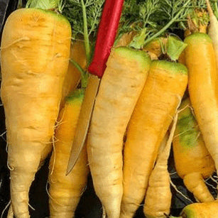 Organic 'Yellowstone' Carrot Seeds by Gaia, product image prepared for Canadian gardeners.