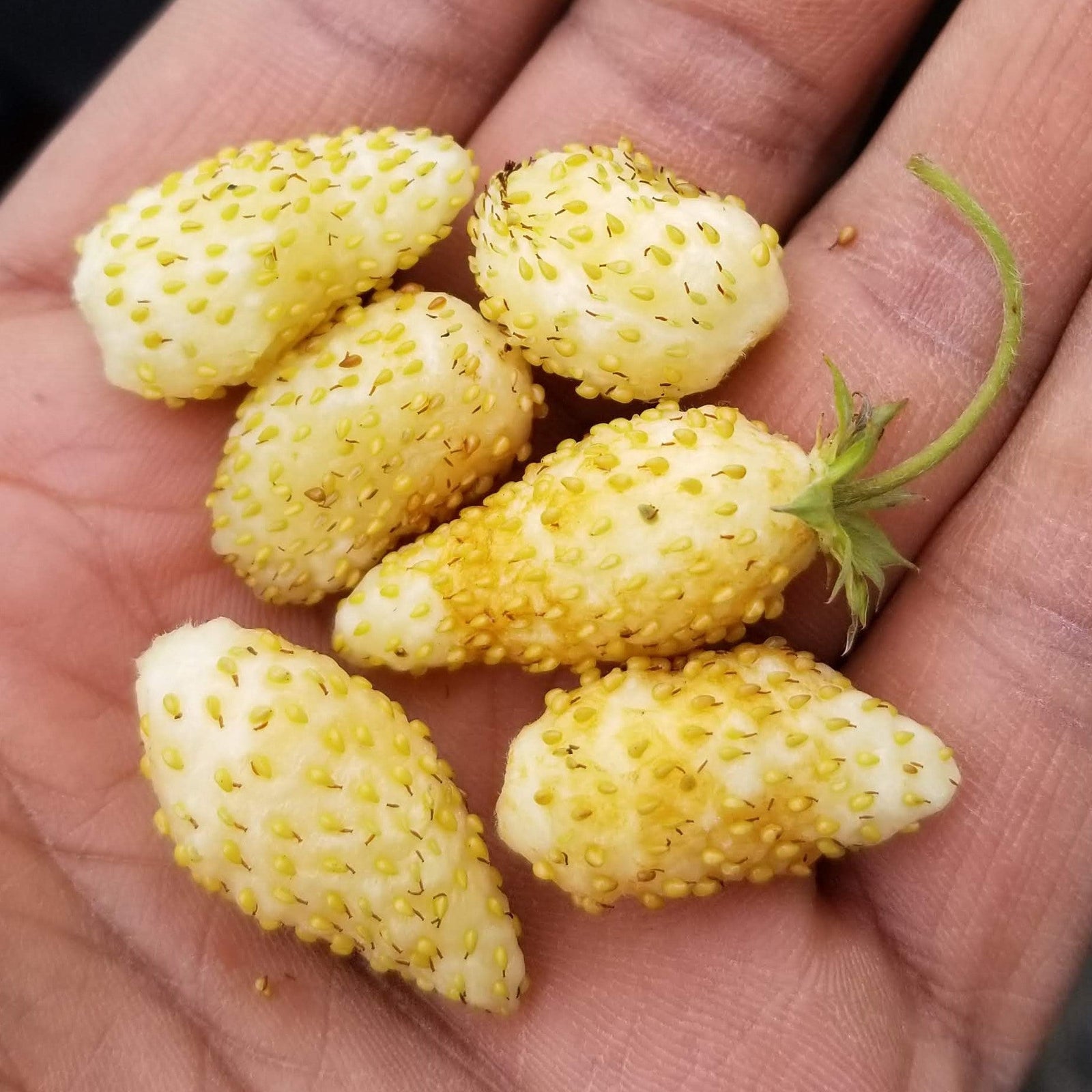yellow strawberry seeds Gaia | Organic Strawberry 'Yellow Wonder'