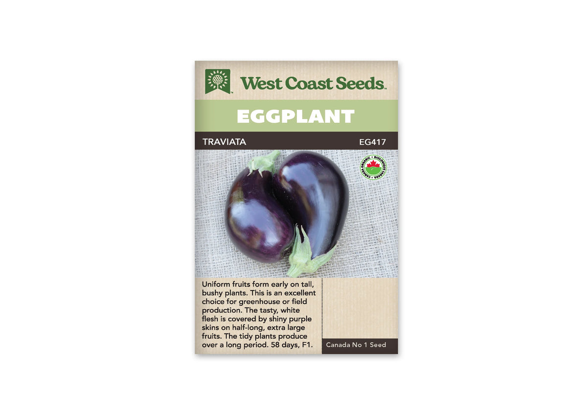 Sachet Traviata de West Coast Seeds avec une bande vert pâle et un nom sur fond sombre. La photo montre deux aubergines violet très foncé, lisses et brillantes, posées sur un tissu gris. Leurs calices sont verts. Un logo biologique se trouve à droite, et du texte est imprimé dans la zone beige du bas.