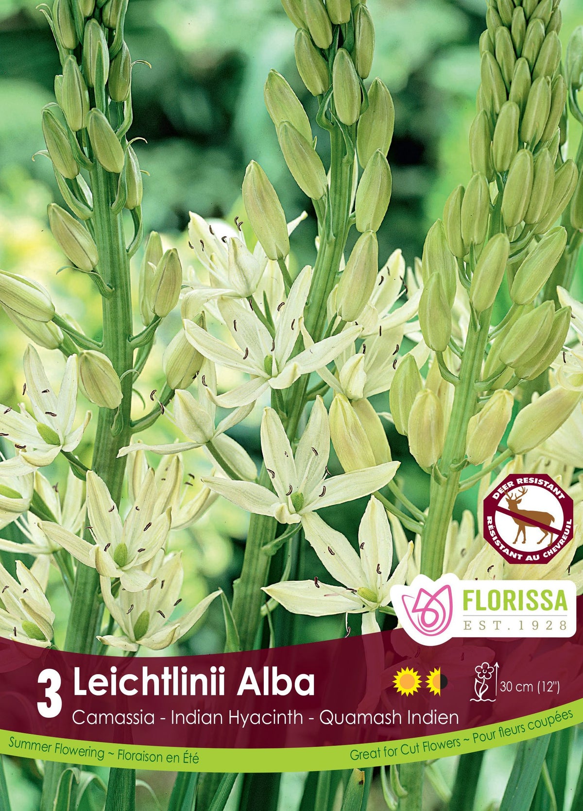 Camassia blanc ( Camassia leichtlinii ‘Alba’) : des épis de camassias blanc crème encore partiellement en boutons. Le visuel Florissa présente la plante et son nom dans la partie inférieure de l’étiquette. La photographie occupe presque toute la surface, tandis que le bandeau du bas rassemble les indications du produit. Cette vue permet de reconnaître son apparence et de distinguer la variété présentée.