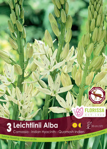 Camassia blanc ( Camassia leichtlinii ‘Alba’) : des épis de camassias blanc crème encore partiellement en boutons. Le visuel Florissa présente la plante et son nom dans la partie inférieure de l’étiquette. La photographie occupe presque toute la surface, tandis que le bandeau du bas rassemble les indications du produit. Cette vue permet de reconnaître son apparence et de distinguer la variété présentée.