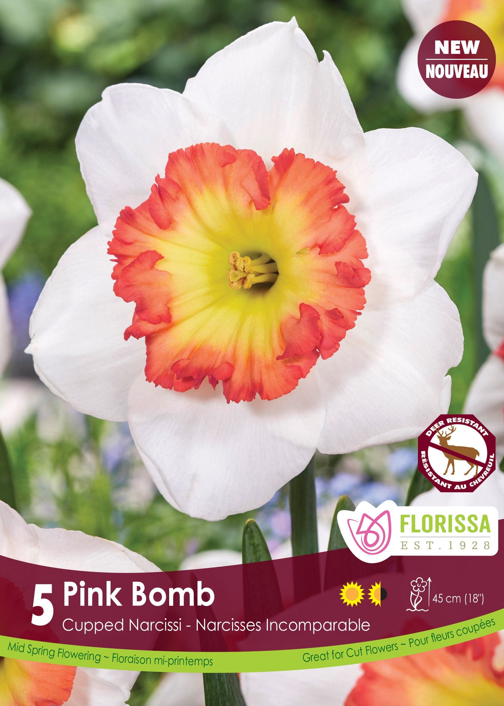 Narcissus Pink Bomb