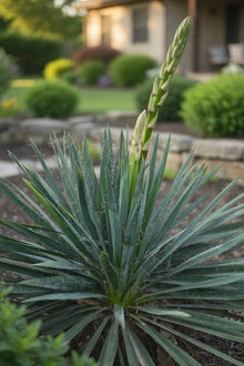 Yucca filamentosa