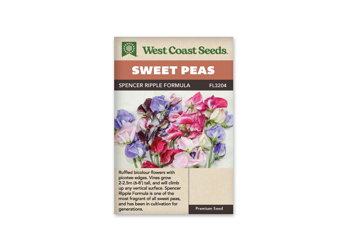 Sachet West Coast Seeds Spencer Ripple Formula Mix montrant un groupe de pois de senteur sur fond clair. Les fleurs mêlent le blanc, le rose, le violet et des tons rouges foncés. Plusieurs pétales portent des traits ou des bordures colorées. De fines tiges vertes apparaissent sous les corolles réunies au centre de l’image.