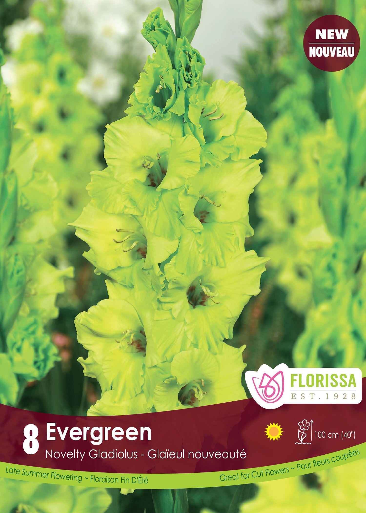 Gladiolus 'Evergreen'
