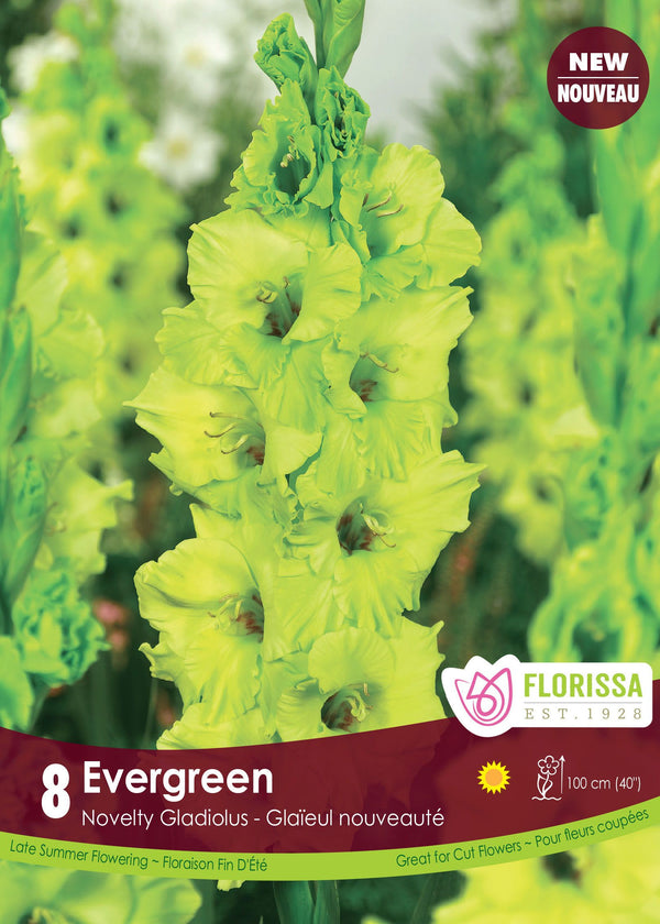 'Evergreen' Gladiolus