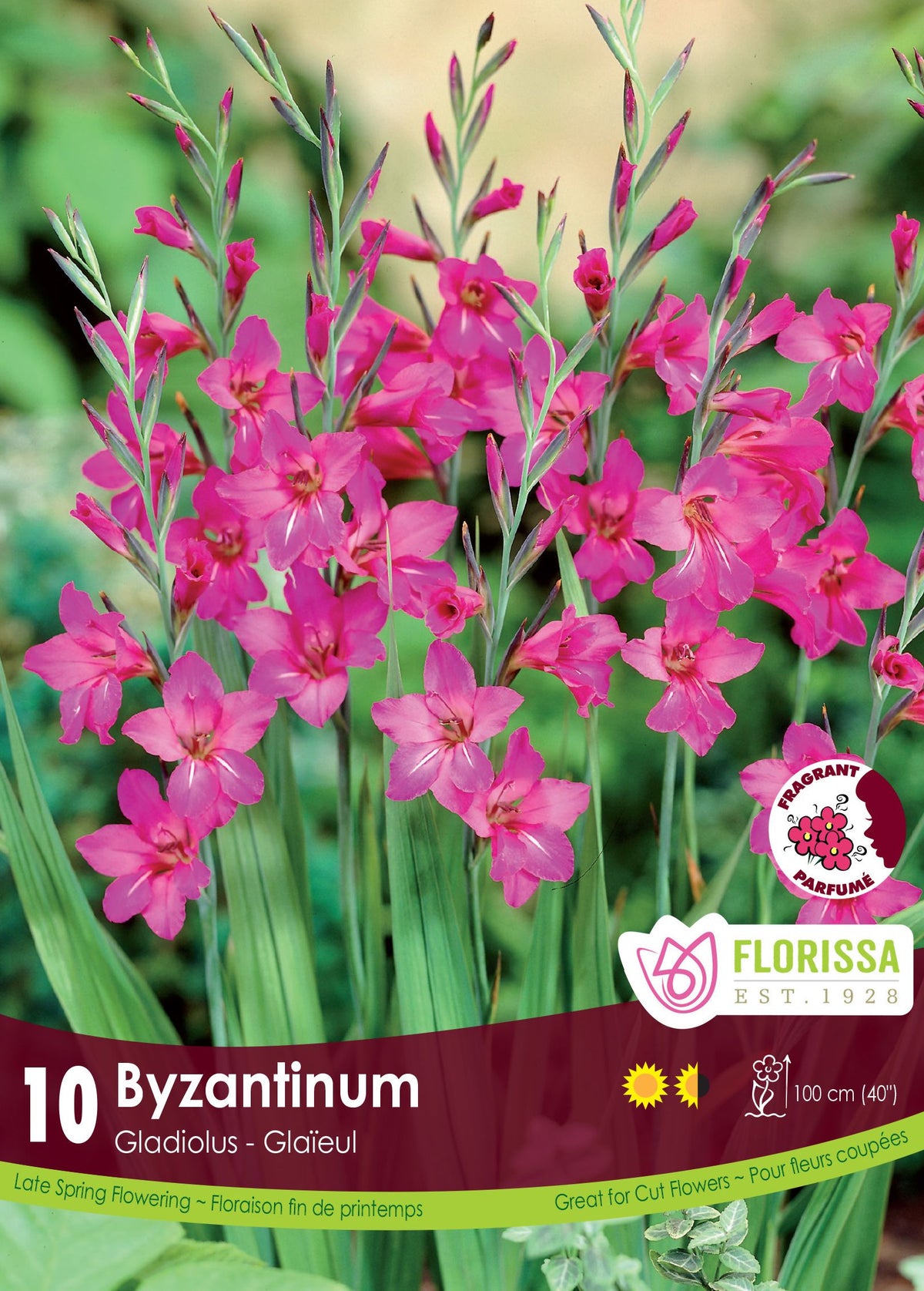 Glaïeul byzantin ( Gladiolus × byzantinus ) : des tiges de glaïeuls à petites fleurs rose pourpré. Le visuel Florissa présente la plante et son nom dans la partie inférieure de l’étiquette. La photographie occupe presque toute la surface, tandis que le bandeau du bas rassemble les indications du produit. Cette vue permet de reconnaître son apparence et de distinguer la variété présentée.