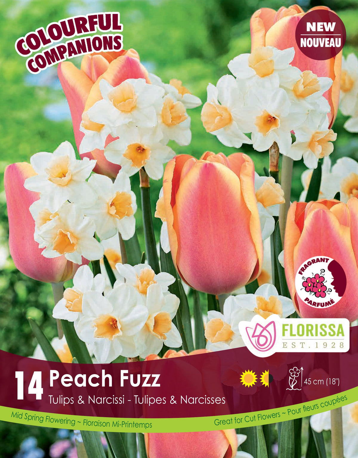 Harmonie florale Peach Fuzz ( Tulipa spp. et Narcissus spp.) : des tulipes rose pêche parmi des narcisses blancs à centre abricot. Le visuel Florissa présente la plante et son nom dans la partie inférieure de l’étiquette. La photographie occupe presque toute la surface, tandis que le bandeau du bas rassemble les indications du produit. Cette vue permet de reconnaître son apparence et de distinguer la variété présentée.
