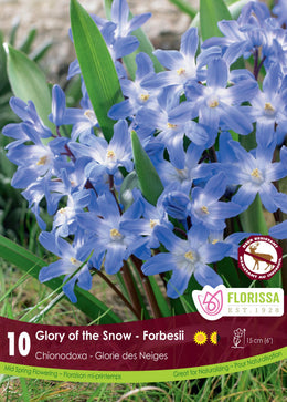 Chionodoxa Forbesii