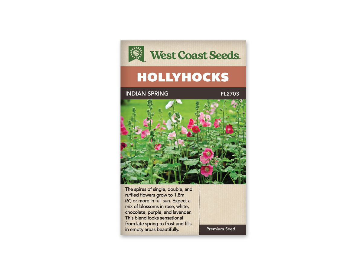 Sachet Indian Spring de West Coast Seeds sur fond blanc. La photo montre de hautes tiges de roses trémières, avec des fleurs roses, des fleurs pâles et de nombreux boutons verts. De larges feuilles vertes garnissent le bas des tiges. Le bandeau orange indique Hollyhocks et la bande brune porte Indian Spring, code FL2703.