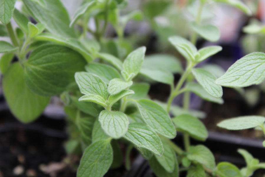 Za'atar 'Cleopatra'