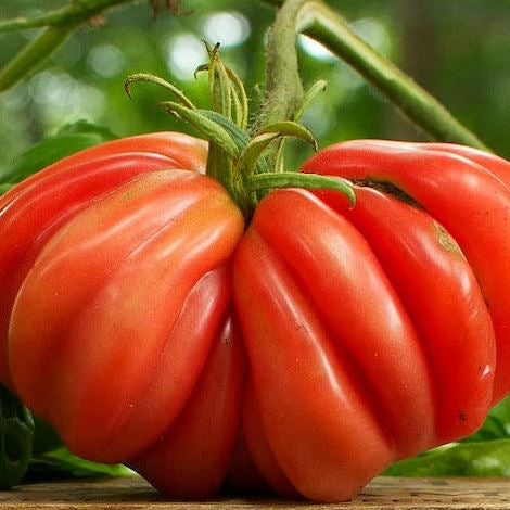 Organic 'Zapotec Pink Ribbed' tomato