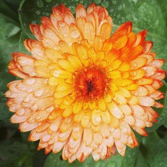 Organic Zeolights Calendula Seeds by Gaia, product image prepared for Canadian gardeners.