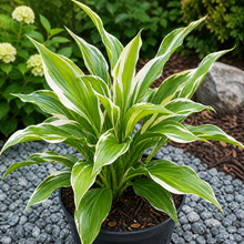 Zingiber 'White Arrow'