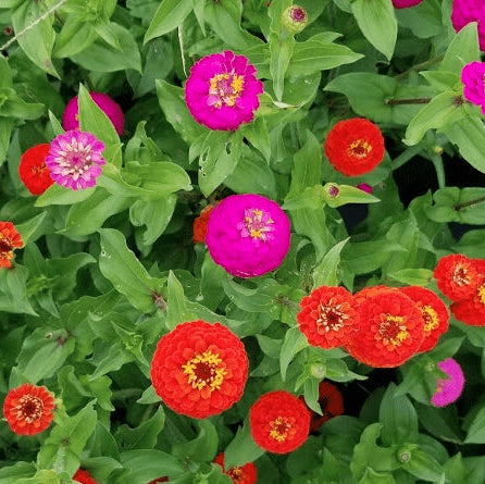 Zinnia 'Sunbow' bio