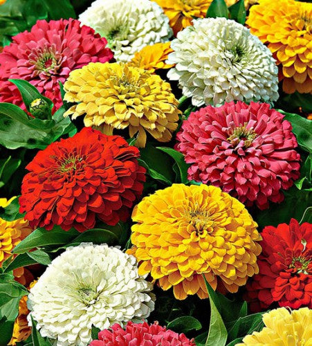 Semences Mélange de zinnias géants 'Giant Flower' (Zinnia elegans)