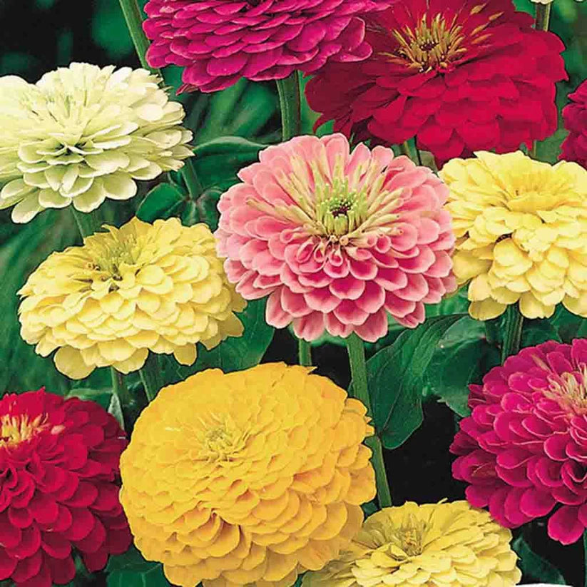 'State Fair' Zinnia Mix
