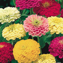 'State Fair' Zinnia Mix