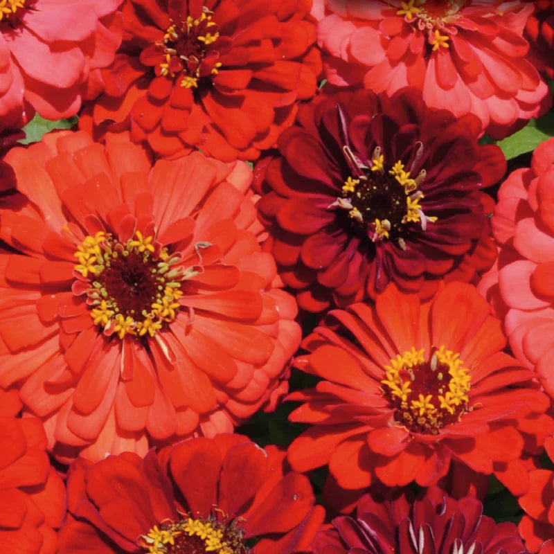 Mélange de zinnia 'Berry Tart'