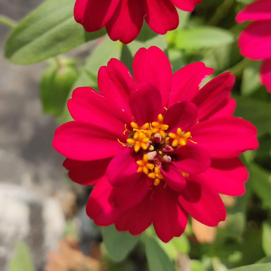 Zinnia Profusion Double 'Hot Cherry' F1