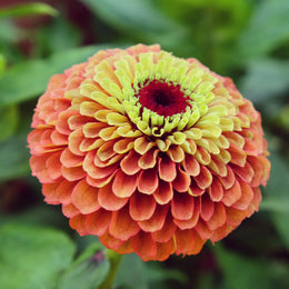 Zinnia 'Queeny Lime Orange'