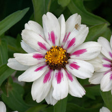 Zinnia Zahara® 'Starlight Rose'