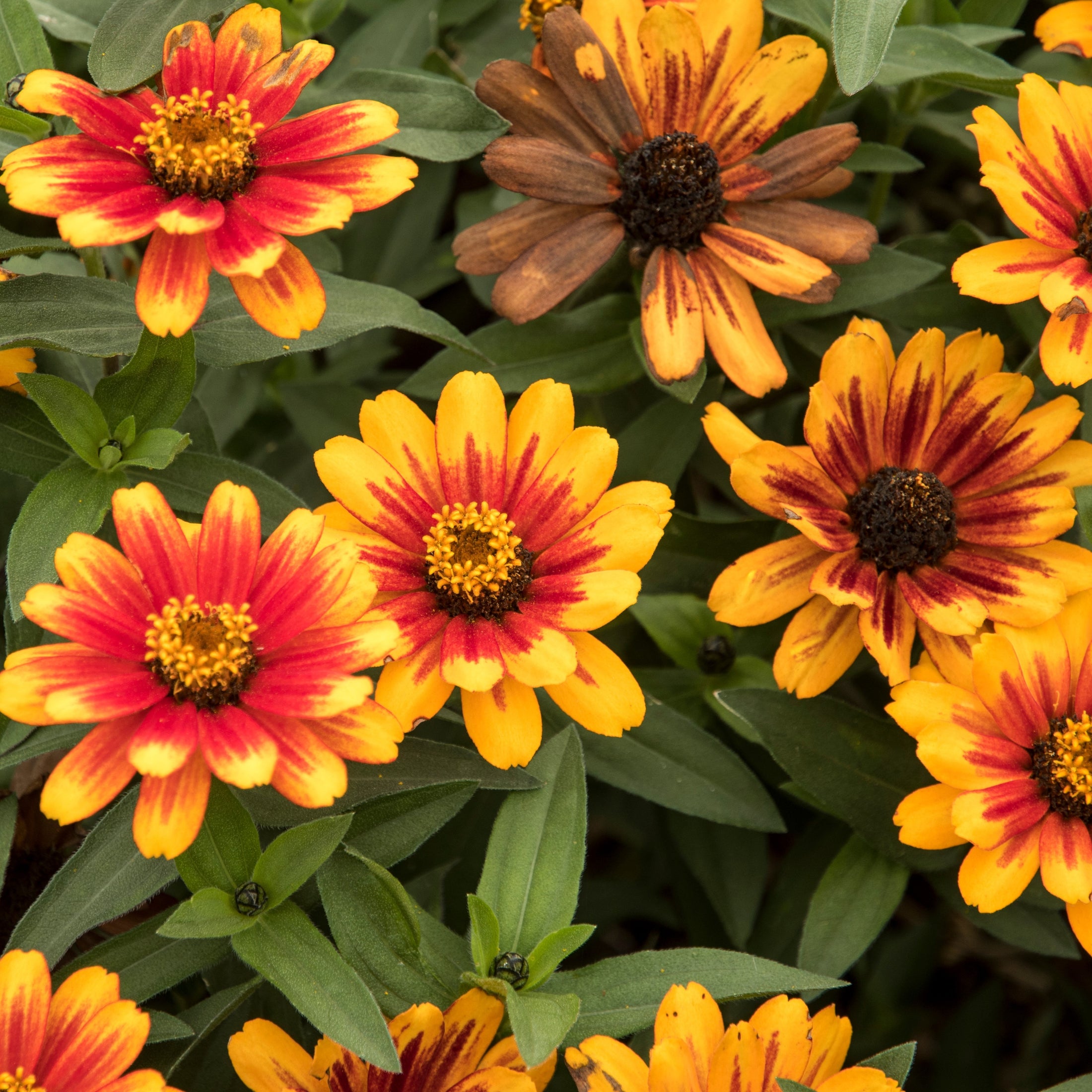 Zinnia Zahara® 'Sunburst'