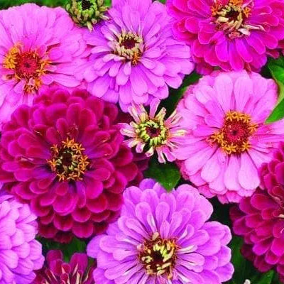 Photo de Zinnia Art Deco™. Ses fleurs majestueuses sont également idéales pour créer de magnifiques bouquets qui embelliront vos espaces intérieurs. La couleur caractéristique est : couleurs variées. Le visuel permet d'observer les contours, les teintes et la disposition des éléments présentés. Les détails de forme et les contrastes donnent un aperçu de l'apparence de cette plante ou de sa récolte.