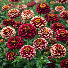 Zinnia 'Aztec Burgundy Bicolor' bio